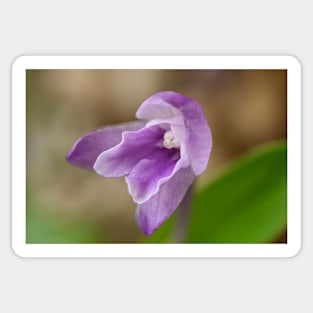 Roscoea alpina Sticker